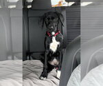 Small Photo #3 Labrador Retriever-Unknown Mix Puppy For Sale in Bellevue, WA, USA