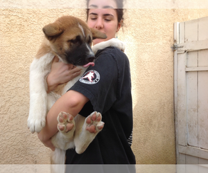 Akita Puppy for sale in SIMI VALLEY, CA, USA