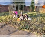 Small Photo #17 Basset Hound Puppy For Sale in CLAREMORE, OK, USA