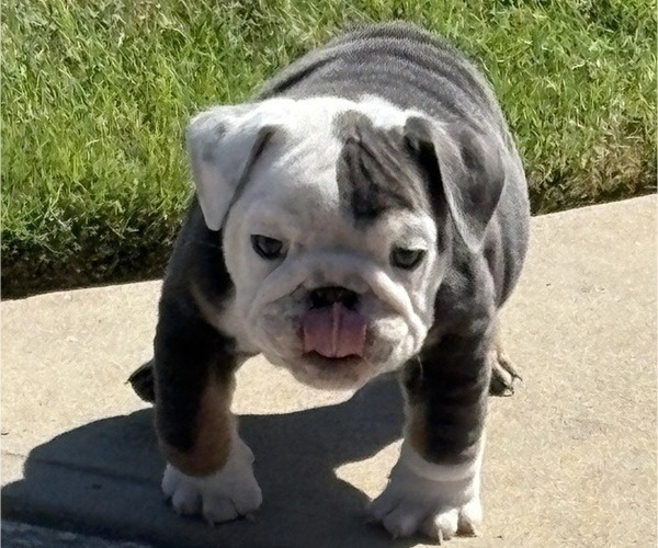 Medium Photo #10 Bulldog Puppy For Sale in MCDONOUGH, GA, USA