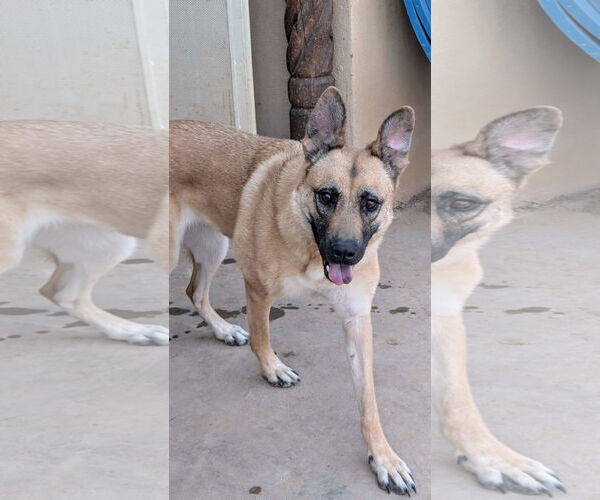 Medium Photo #1 Mutt Puppy For Sale in Pena Blanca, NM, USA