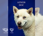Small #1 Siberian Husky Mix