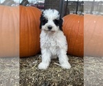 Love - Female Bernedoodle (Miniature) Puppy for Sale - Photo #3