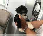 Small Photo #6 Portuguese Water Dog Puppy For Sale in ORLANDO, FL, USA