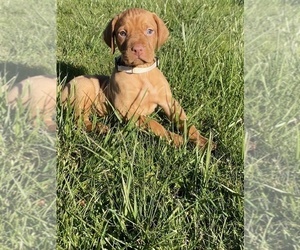 Vizsla Puppy for sale in CANBY, OR, USA
