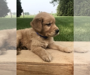 Golden Retriever Puppies For Sale Near Milwaukee Wisconsin Usa Page 1 10 Per Page Puppyfinder Com