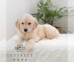 Golden Retriever Puppy for sale in NEWPORT, PA, USA