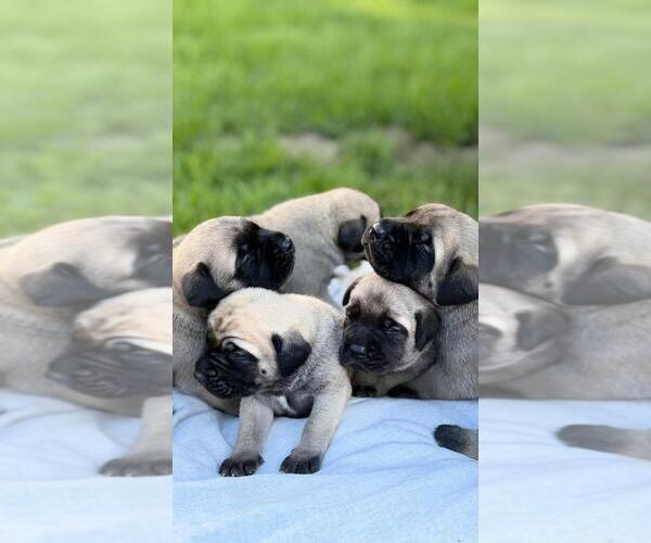 Medium Photo #2 Mastiff Puppy For Sale in ATWATER, CA, USA