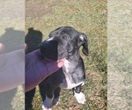 Small Photo #6 Great Dane Puppy For Sale in MANSFIELD, TX, USA
