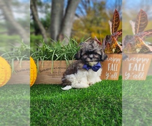 ShihPoo Puppy for sale in INDIANAPOLIS, IN, USA