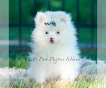 Small Photo #33 Pomeranian Puppy For Sale in WARSAW, IN, USA