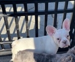 Small #6 French Bulldog