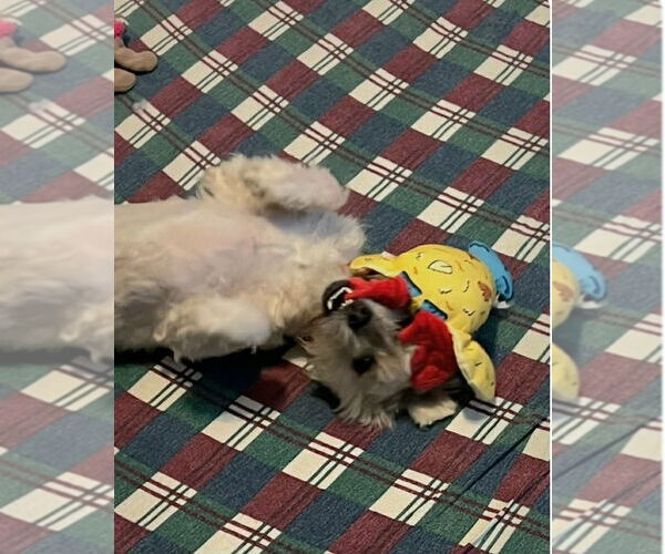 Medium Photo #2 Shih Tzu-Unknown Mix Puppy For Sale in Andover, MN, USA