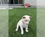 Small Photo #4 Shiba Inu Puppy For Sale in LAVEEN, AZ, USA