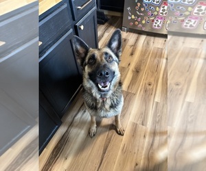 German Shepherd Dog-Mutt Mix Litter for sale in WYTHEVILLE, VA, USA