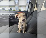 Small #12 Labrador Retriever Mix