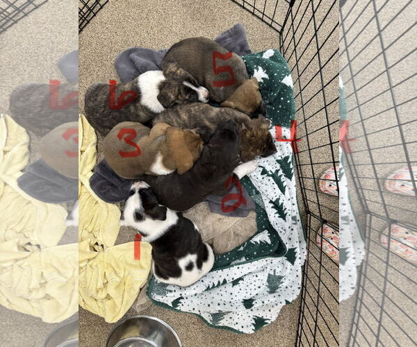 Medium Photo #10 Mutt Puppy For Sale in Sanford, FL, USA