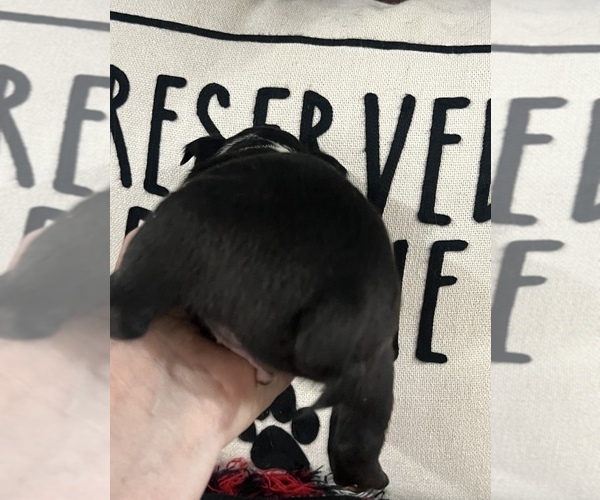 Medium Photo #3 Boston Terrier Puppy For Sale in NILES, MI, USA