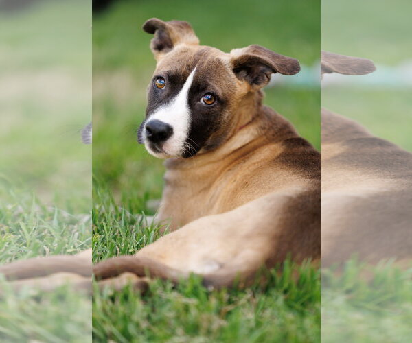 Medium Photo #3 American Staffordshire Terrier-Unknown Mix Puppy For Sale in McKinney, TX, USA