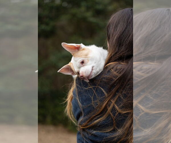 Medium Photo #6 Chihuahua-Unknown Mix Puppy For Sale in Raleigh, NC, USA