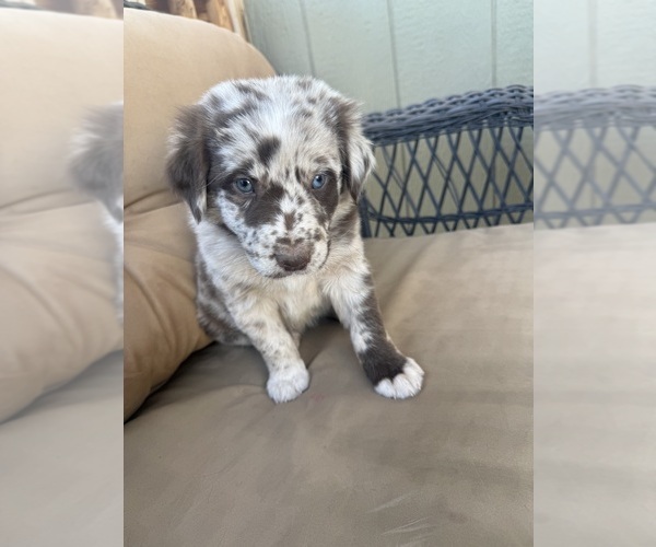 Medium Photo #6 Australian Shepherd Puppy For Sale in WILLIAMS, AZ, USA