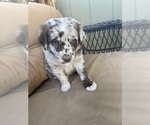 Small #5 Australian Shepherd