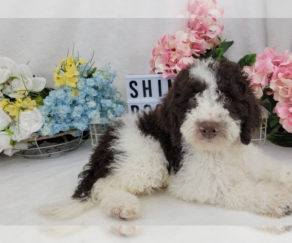 Medium Photo #3 Miniature Labradoodle Puppy For Sale in COLLEGE STA, TX, USA