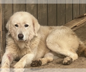 Father of the Maremma Sheepdog puppies born on 02/01/2023