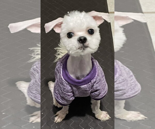 Medium Photo #1 Maltipoo (Miniature) Puppy For Sale in McDonough, GA, USA