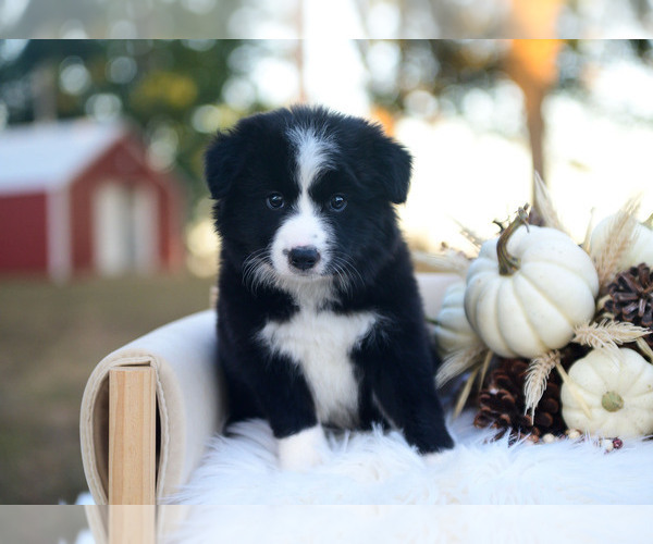 Medium Photo #5 Border Collie Puppy For Sale in CONWAY, MO, USA