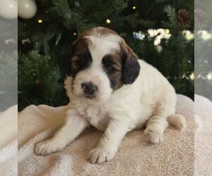 Bernedoodle (Miniature) Puppy for sale in NEW HOLLAND, PA, USA