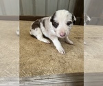 Small Photo #1 Border Collie Puppy For Sale in CENTRAL CITY, KY, USA