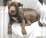 Small #1 Labrador Retriever Mix