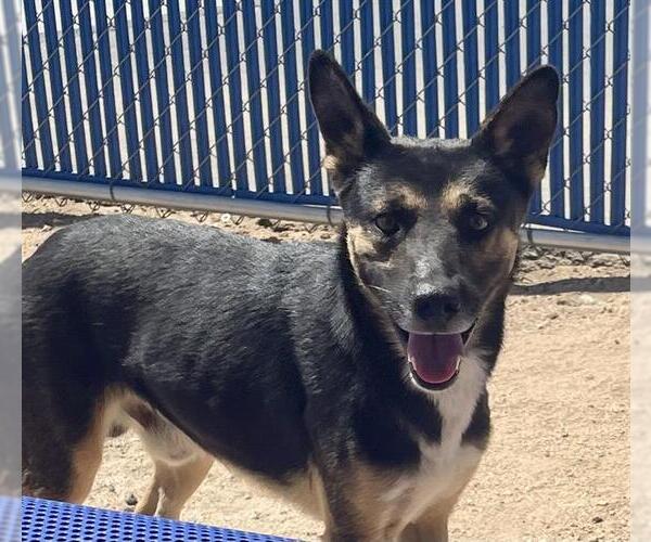 Medium Photo #1 German Shepherd Dog-Unknown Mix Puppy For Sale in HESPERIA, CA, USA