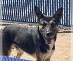 Small German Shepherd Dog Mix