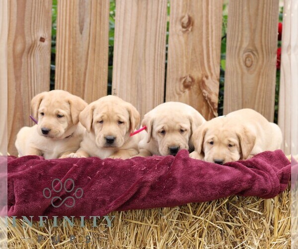 Medium Photo #3 Labrador Retriever Puppy For Sale in SHIPPENSBURG, PA, USA