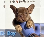 Small #2 French Bulldog