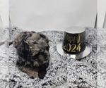 Small Photo #6 Bernedoodle Puppy For Sale in VERONA, MO, USA