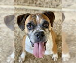 Small #4 Boxer