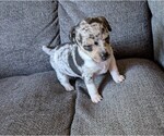 Small #2 Chiweenie