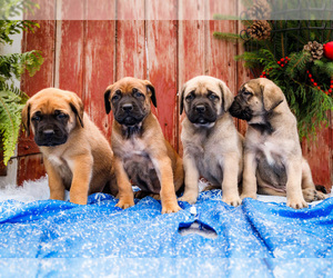 Mastiff Puppy for Sale in WAKARUSA, Indiana USA