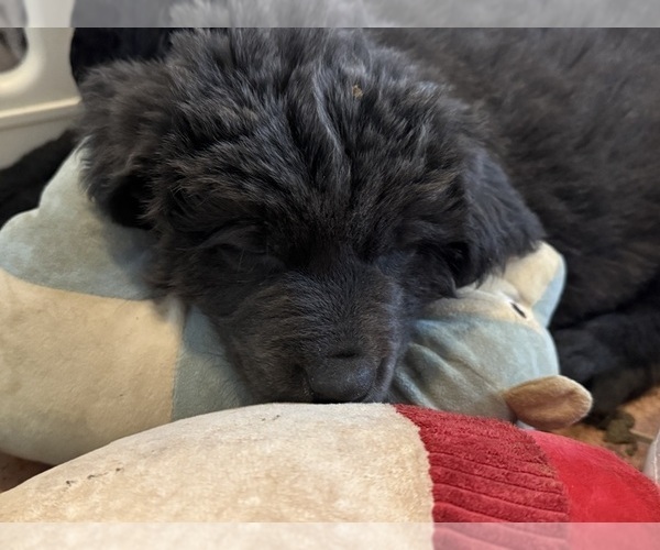 Medium Photo #4 Newfoundland Puppy For Sale in MARTINSBURG, WV, USA