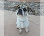 Small #10 Puggle
