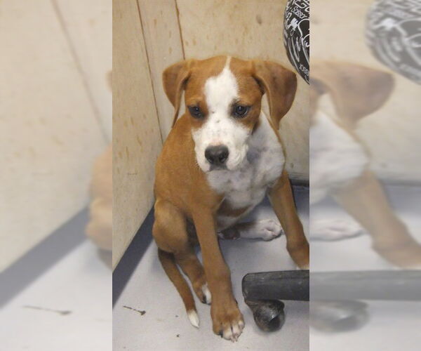 Medium Photo #1 American Pit Bull Terrier Puppy For Sale in Augusta, GA, USA