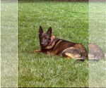 Small #1 German Shepherd Dog