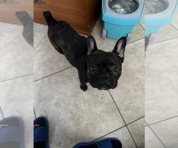 Medium Photo #1 French Bulldog Puppy For Sale in GOODYEAR, AZ, USA