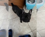 Small Photo #1 French Bulldog Puppy For Sale in GOODYEAR, AZ, USA