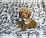 Small #5 Cockapoo (Miniature)