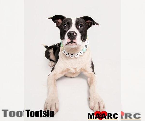 Medium Photo #14 Mutt Puppy For Sale in Maryville, TN, USA