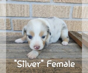 Australian Shepherd Puppy for sale in TAYLOR, TX, USA